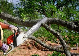 Seasonal Cleanup in Inez, TX